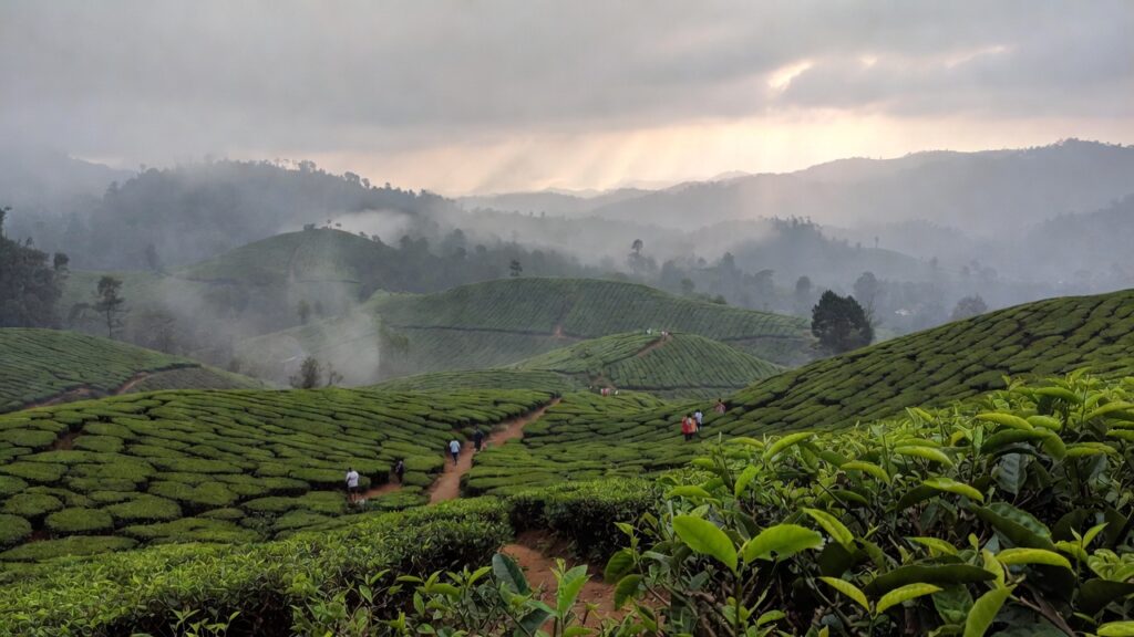 Munnar – Tea Gardens & Misty Hills