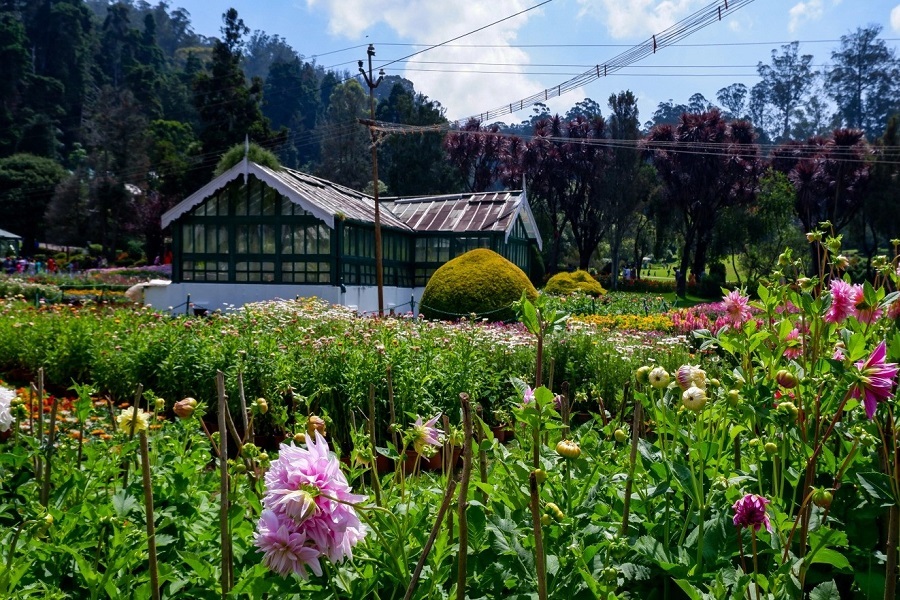 Government Botanical Garden: Summer Flower Shows & Ancient Fossils